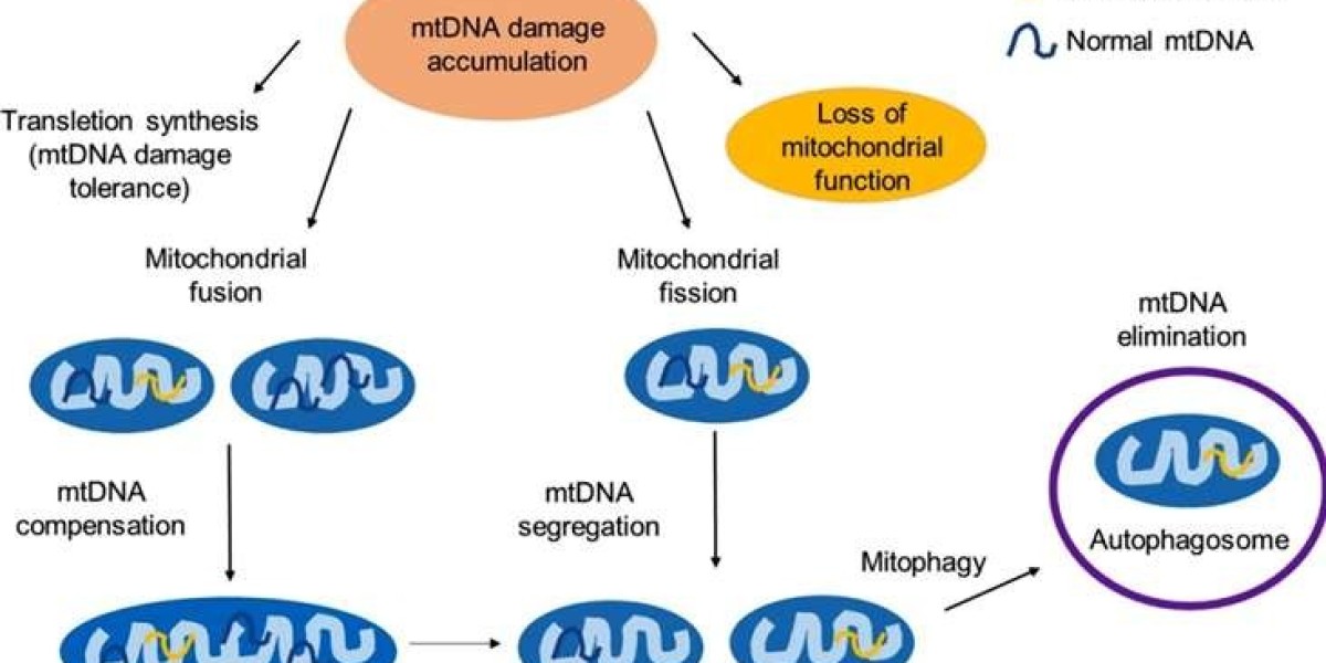 The Role of Mitochondria in Aging: Unraveling Mechanisms of Cellular Senescence