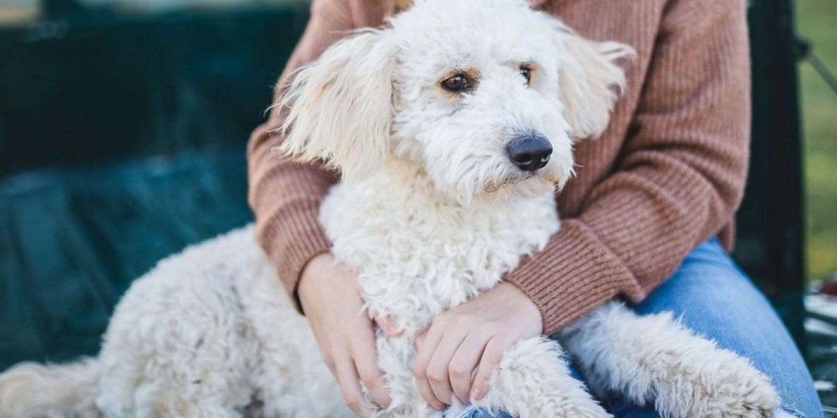 Goldendoodle Puppies For Sale in Jacksonville and Orlando: Find Your Perfect Companion